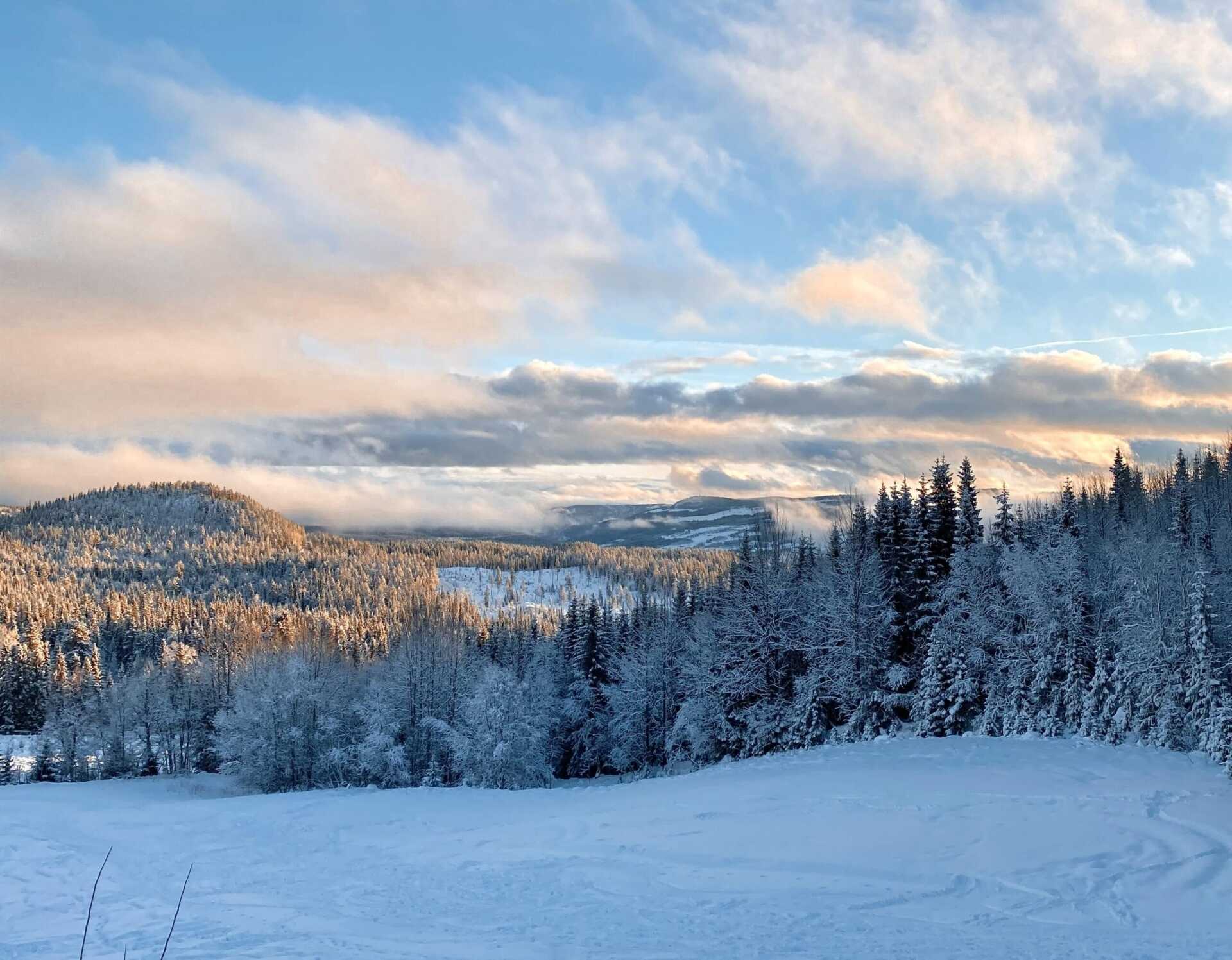 Snow-laden spruce forest under a pale sky