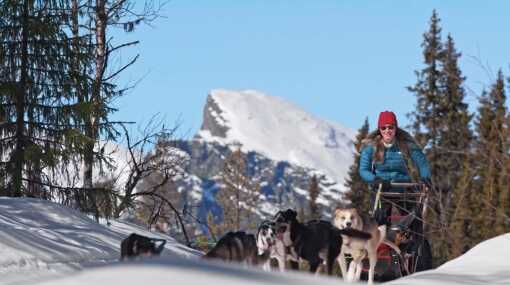 A dog sled team running through deep snow