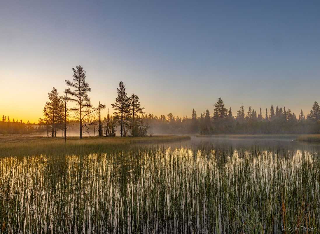 Dawn over the meadow and the pines