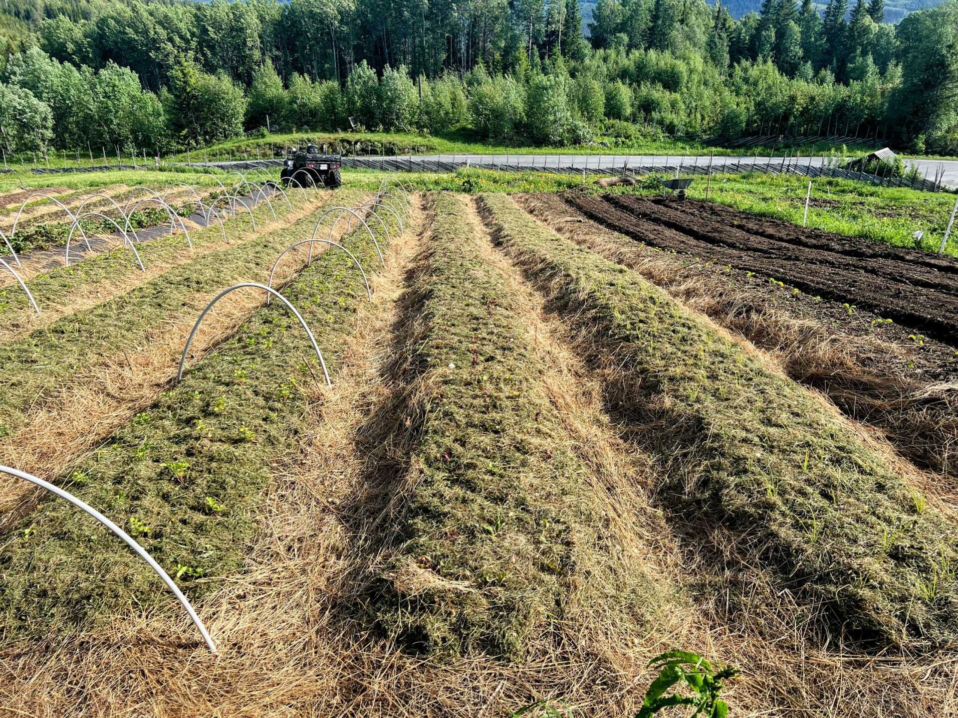 Freshly harrowed rows in the farm's growing field