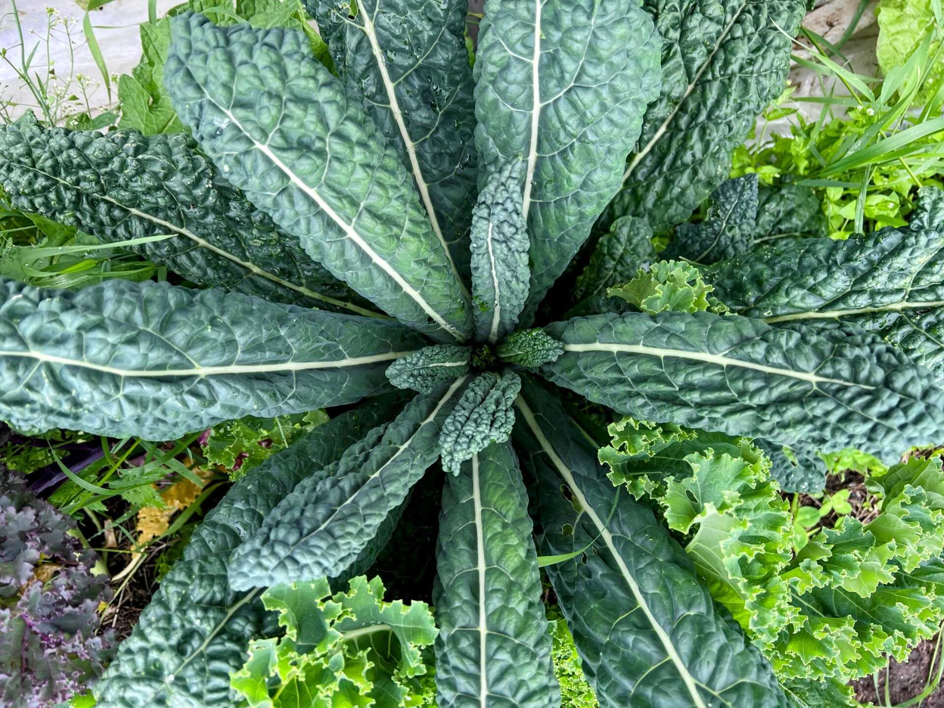Cavolo nero leaves growing in the garden