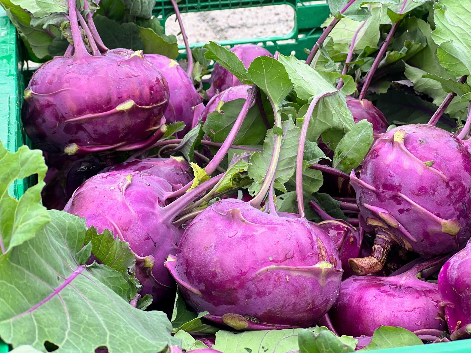 A bunch of purple kohlrabi, just pulled